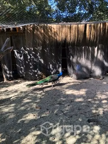 Pavos reales, pavos comunes, gansos, gallos