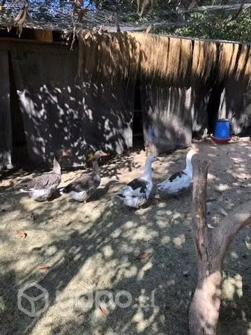 Pavos reales, pavos comunes, gansos, gallos