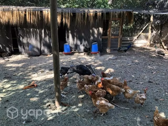 Pavos reales, pavos comunes, gansos, gallos