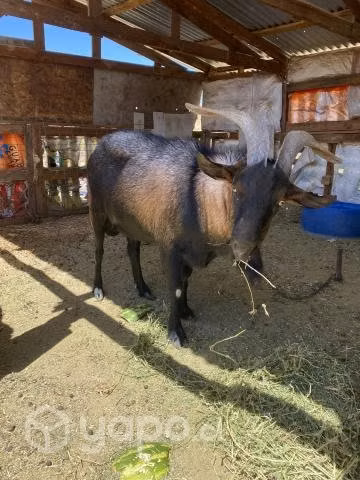 Chivo alpino - Imagen 3