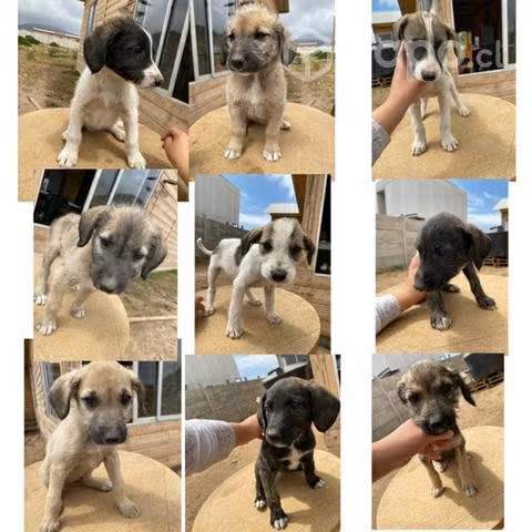 Regalo 9 perrit mestizos galgos