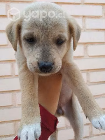 Se Regalan perritas y un perrito