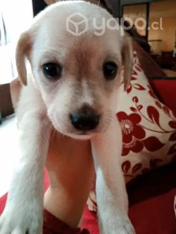 Se Regalan perritas y un perrito - Imagen 4