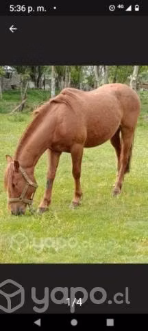 Caballo monturero