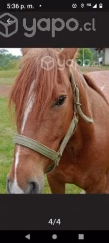 Caballo monturero