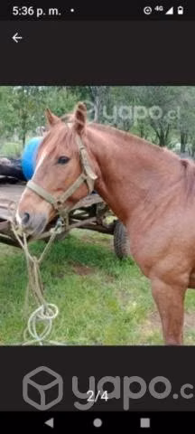 Caballo monturero