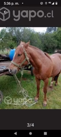Caballo monturero