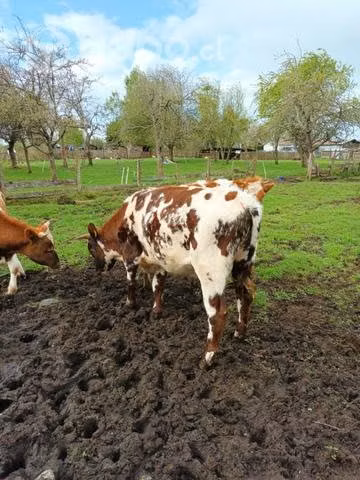 Toritos claveles - Imagen 4