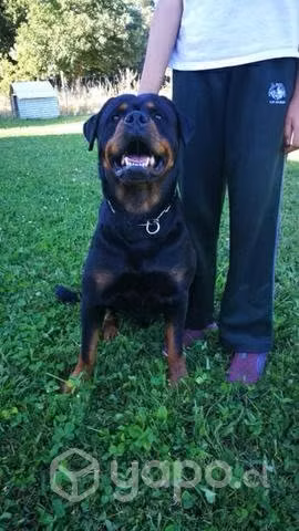 Rottweiler inscritos