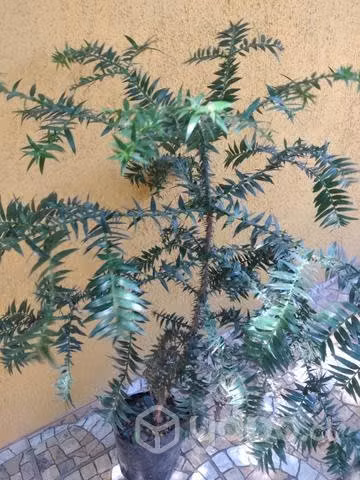 Araucarias 1 metro aprox conversable, consulte