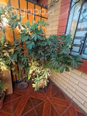 Lindas plantitas
