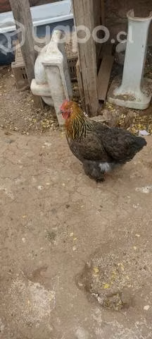 tres gallinas y un gallo