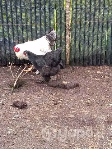 parejas de gallox y gallinas