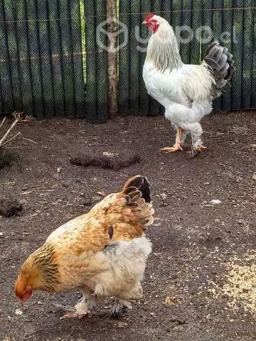 parejas de gallox y gallinas