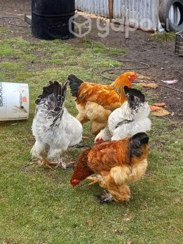 parejas de gallox y gallinas