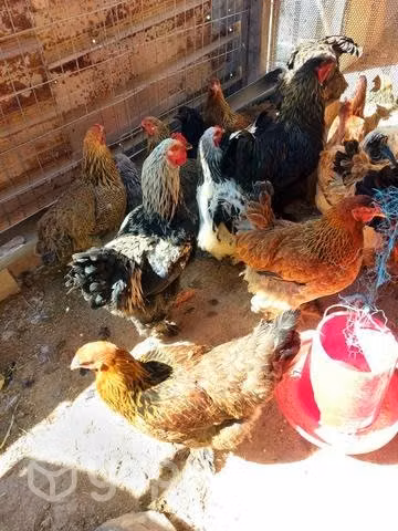 Gallo brahma dark - Imagen 2
