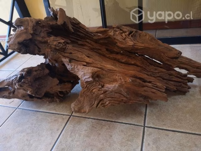 Raiz decorativa madera nativa alerce