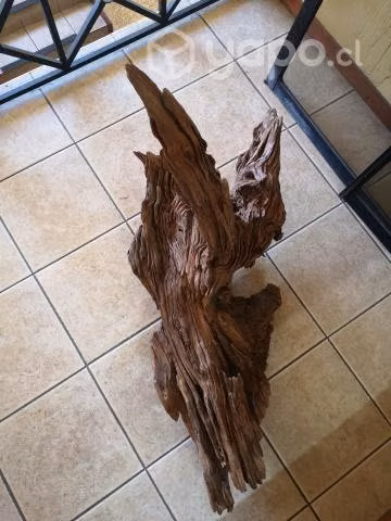 Raiz decorativa madera nativa alerce