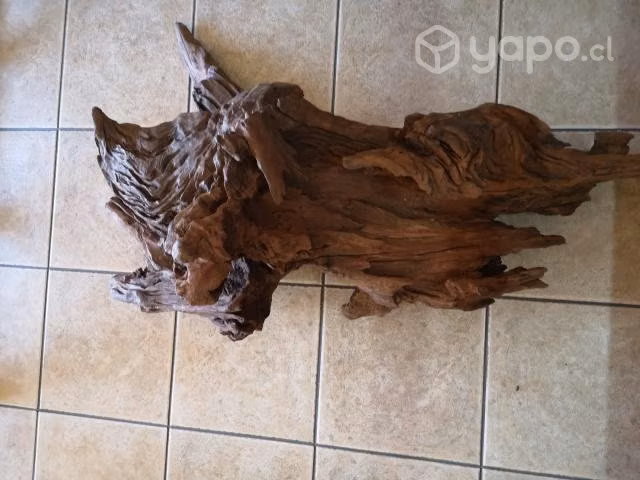 Raiz decorativa madera nativa alerce
