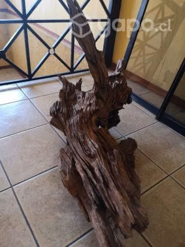 Raiz decorativa madera nativa alerce