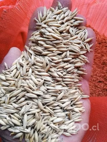 Se vende avena urano - Imagen 2