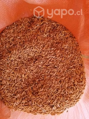 Se vende avena urano
