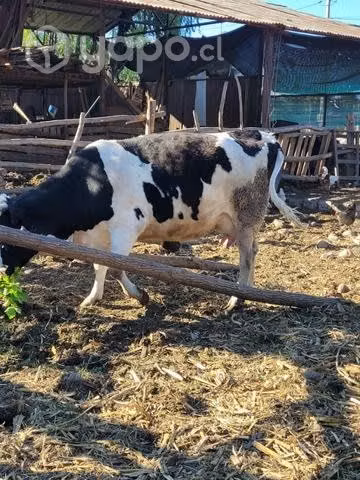 Vaca preñada - Imagen 3