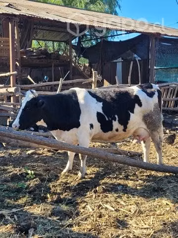Vaca preñada - Imagen 5