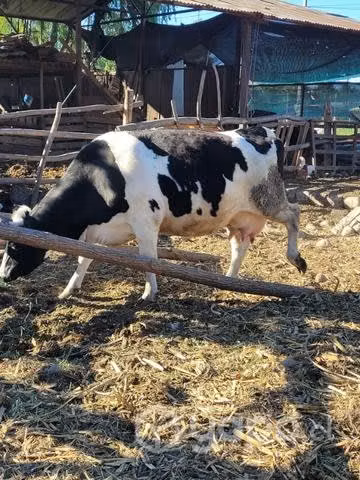 Vaca preñada - Imagen 4