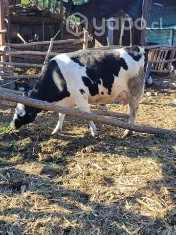 Vaca preñada - Imagen 2