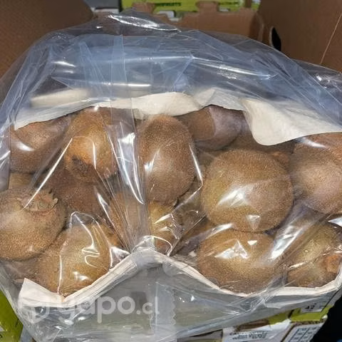 Kiwis calidad exportación