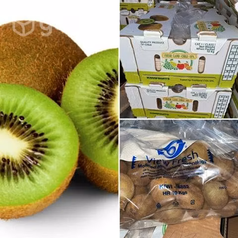 Kiwis calidad exportación