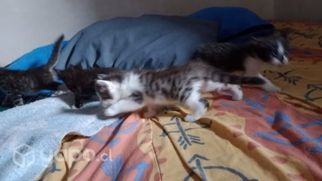 Se regalan gatitos