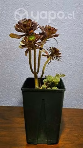 suculenta