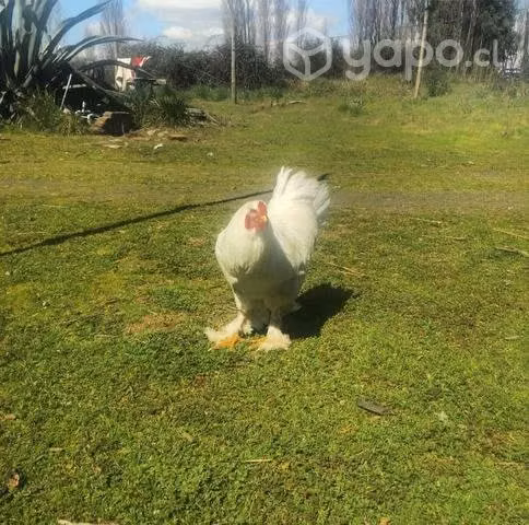 Gallos Brahma Blancos