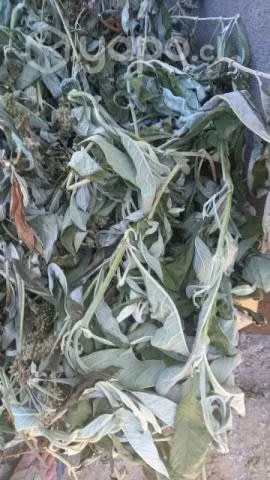 Matico