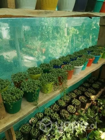 Plantas de Rosario por mayor