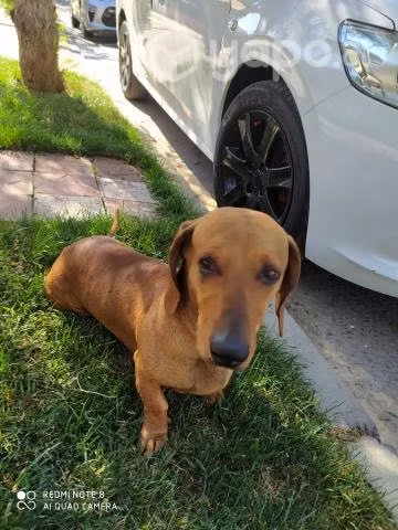Busco hembra salchicha para cruza