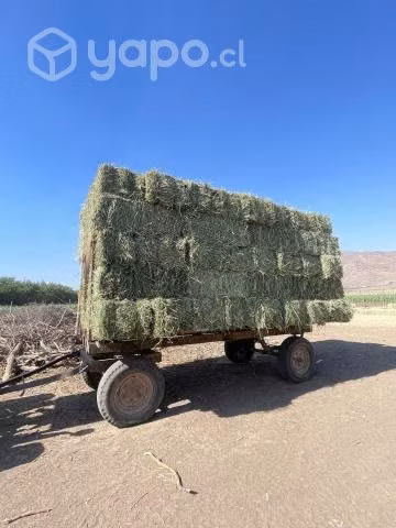 Fardos de Alfalfa
