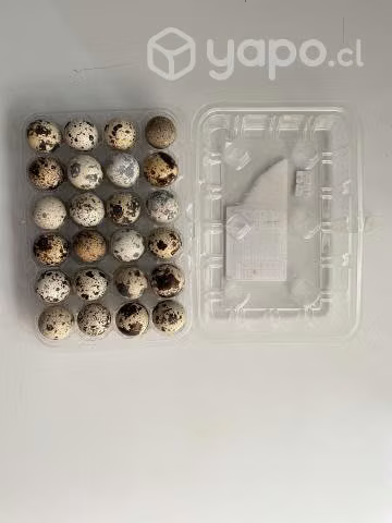 huevos