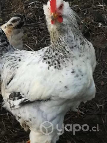 Gallo Brahma 7 meses