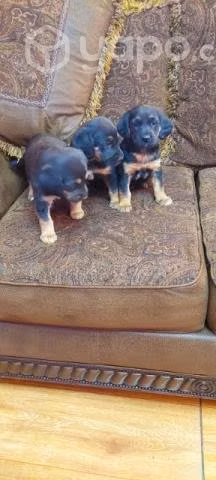 Regalo lindos perritos - Imagen 6