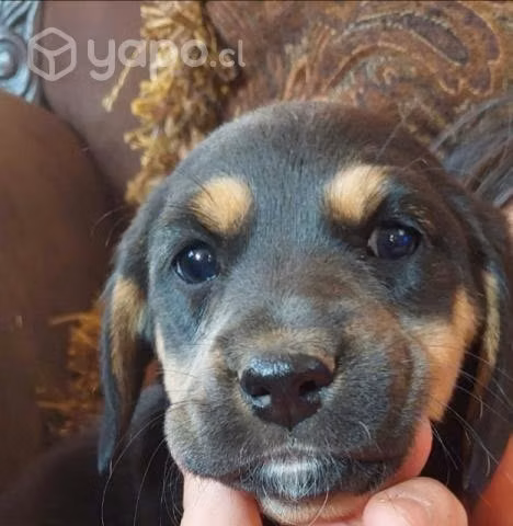 Regalo lindos perritos