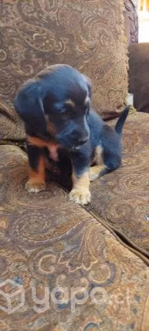 Regalo lindos perritos - Imagen 5