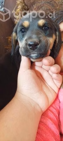 Regalo lindos perritos - Imagen 4