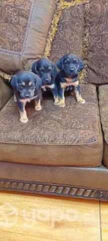 Regalo lindos perritos - Imagen 2