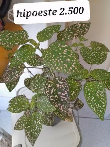 Bellas plantas hipoeste