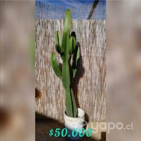 Cactus candelabro - Imagen 5