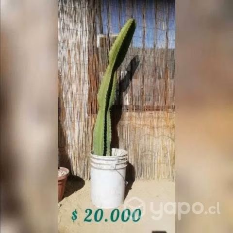 Cactus candelabro - Imagen 2