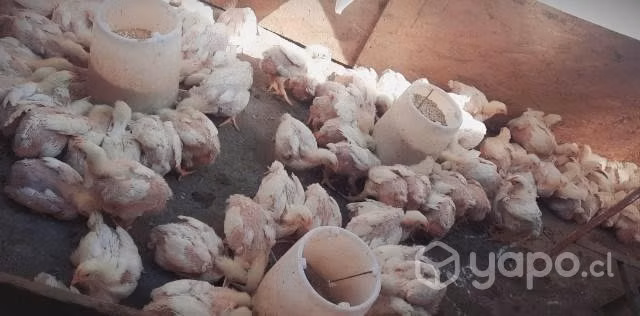 Pollos broiler ( pollo de engorda)